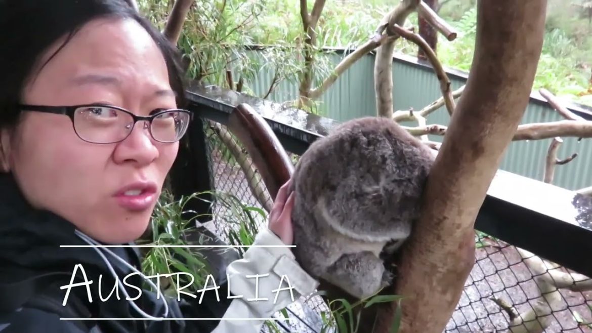Fierce Fridays: Are koalas dangerous Australian animals? (viral animal clips, koala cute videos) Fierce Fridays: Are koalas dangerous Australian animals? (viral animal clips, koala cute videos)