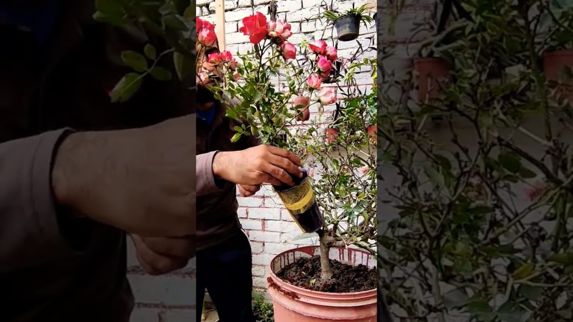 Rose plant Air Layering How to grow English rose plant with cutting gulaab ki cutting kesay lagain Rose plant Air Layering How to grow English rose plant with cutting gulaab ki cutting kesay lagain