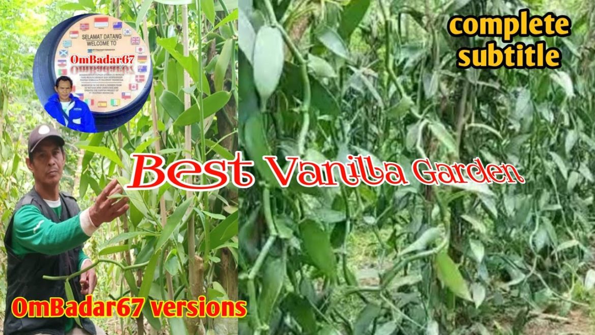 KEBUN VANILLA TERBAIK #vanilla KEBUN VANILLA TERBAIK #vanilla