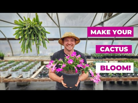 How to Make Your Christmas Cactus Bloom! π΅|Care and Propagation Tips!| How to Make Your Christmas Cactus Bloom! π΅|Care and Propagation Tips!|