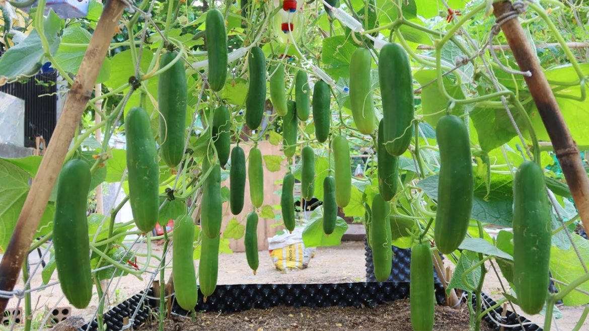 How to grow Cucumbers vertically, extremely lots of fruit, Growing cucumbers How to grow Cucumbers vertically, extremely lots of fruit, Growing cucumbers