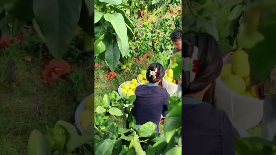 fresh fruit in green farm #shorts fresh fruit in green farm #shorts