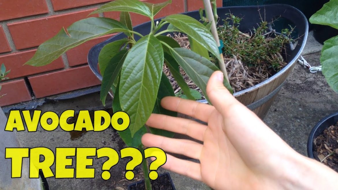 Blueberries, Worm Farm and Tropical Plants | Back Container Garden Update Blueberries, Worm Farm and Tropical Plants | Back Container Garden Update