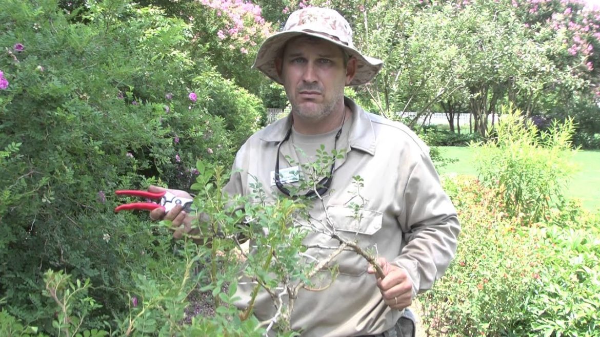 “Garden Tips” from The Home of President Andrew Jackson – Video 1 "Garden Tips" from The Home of President Andrew Jackson - Video 1