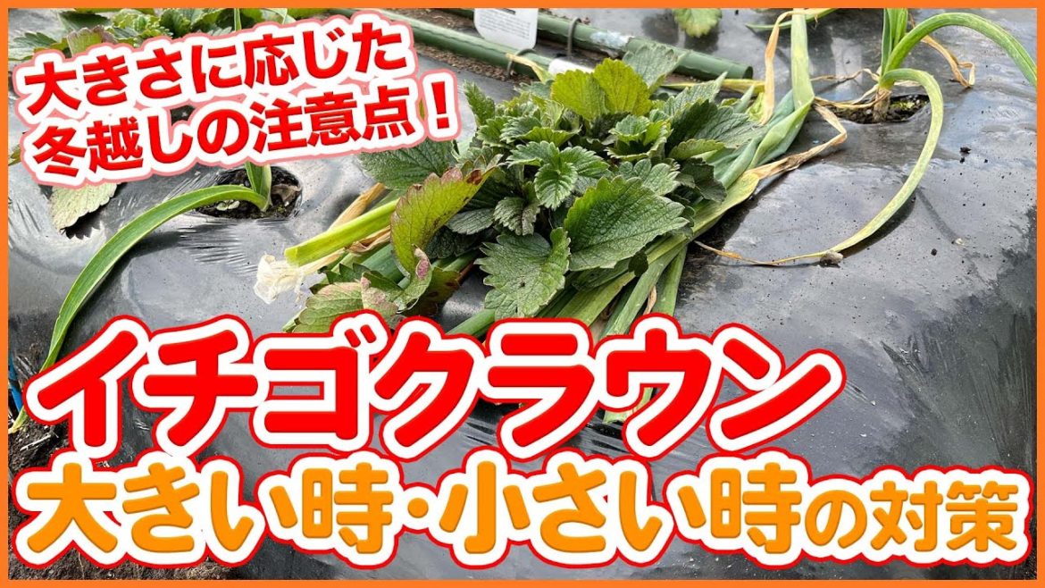 家庭菜園や農園のイチゴ栽培でクラウンの大きさに応じた冬越しの注意点を徹底解説!【農園ライフ】/Strawberry cultivation tips from a Japanese farmer. 家庭菜園や農園のイチゴ栽培でクラウンの大きさに応じた冬越しの注意点を徹底解説!【農園ライフ】/Strawberry cultivation tips from a Japanese farmer.
