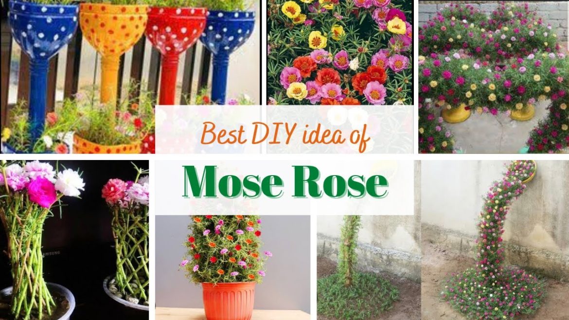 Rose mose diy | gardening idea | diy tips