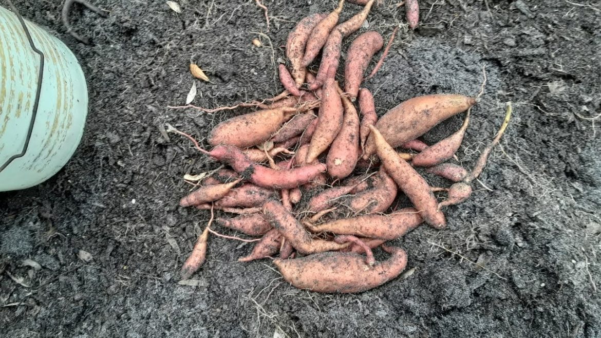 Sweet Potatoes For Christmas? Sweet Potatoes For Christmas?