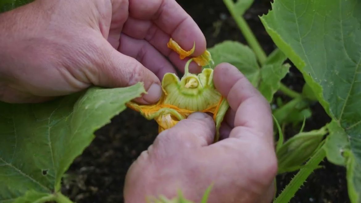 Tips On Growing Zucchini