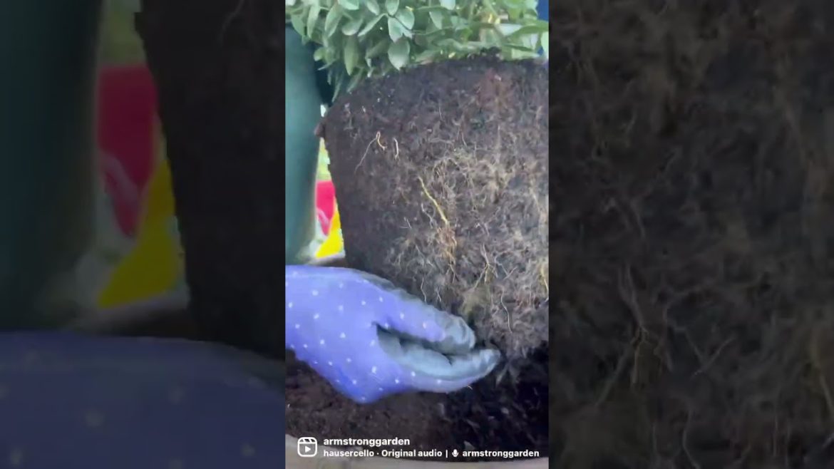 Best Tips for Planting a Blueberry Container with an Olla Jar Best Tips for Planting a Blueberry Container with an Olla Jar
