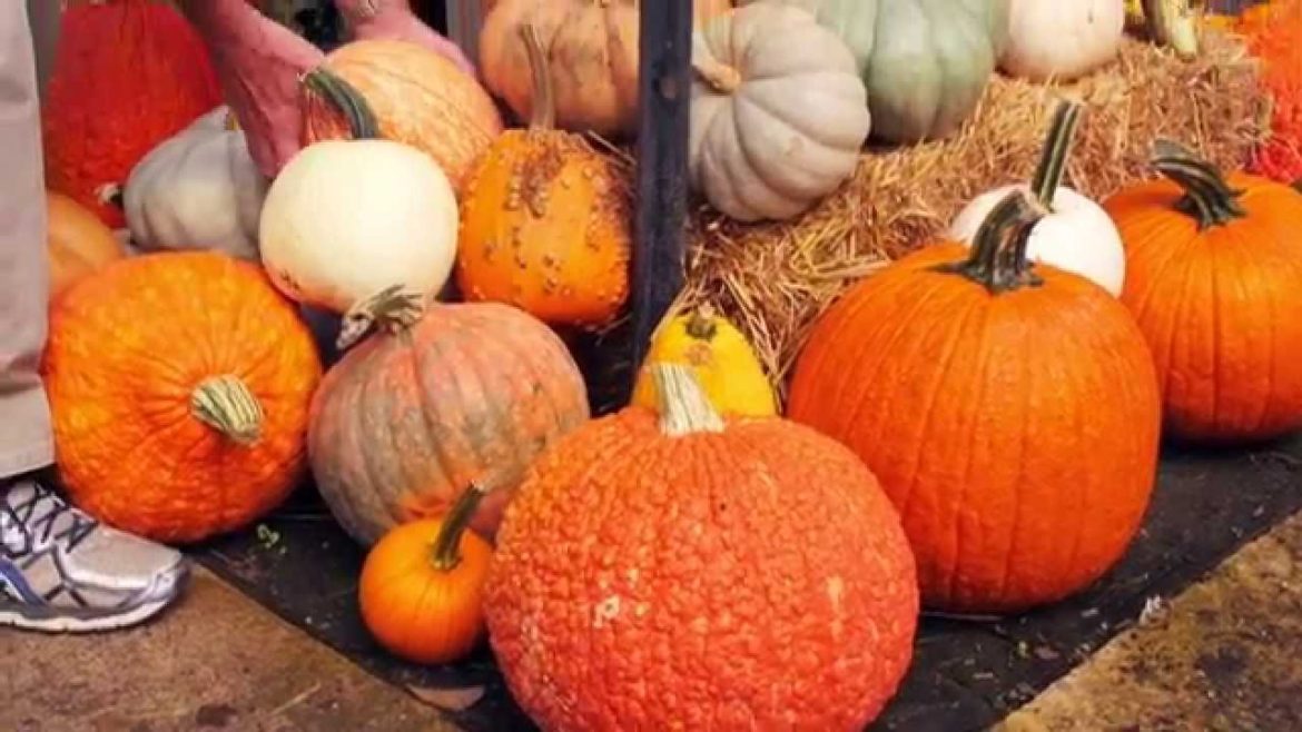 Garden Tips Pumpkins