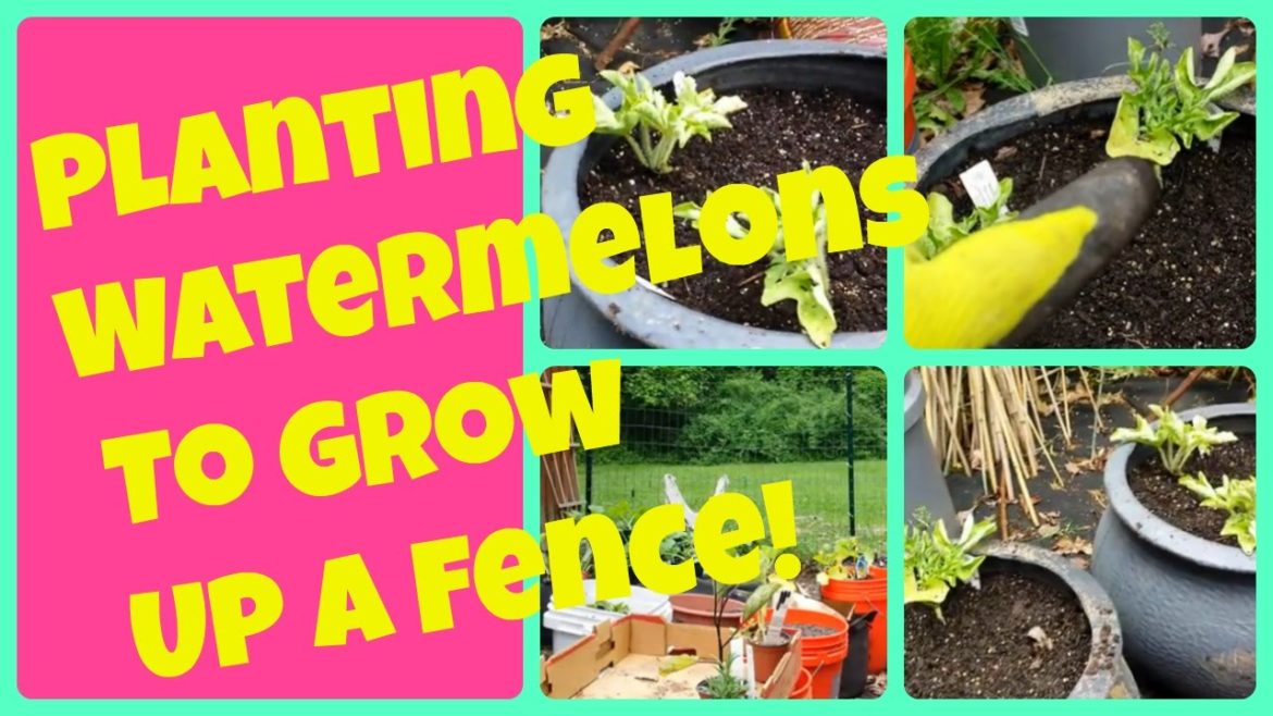Planting Watermelon Seedlings To Grow Up A Fence | Vertical Container Gardening Watermelons Planting Watermelon Seedlings To Grow Up A Fence | Vertical Container Gardening Watermelons