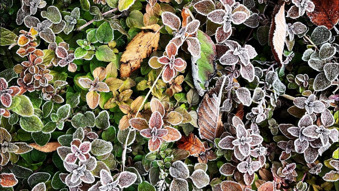 The Secret(s) to Supressing Weeds Naturally | The Barefooted Gardener The Secret(s) to Supressing Weeds Naturally | The Barefooted Gardener