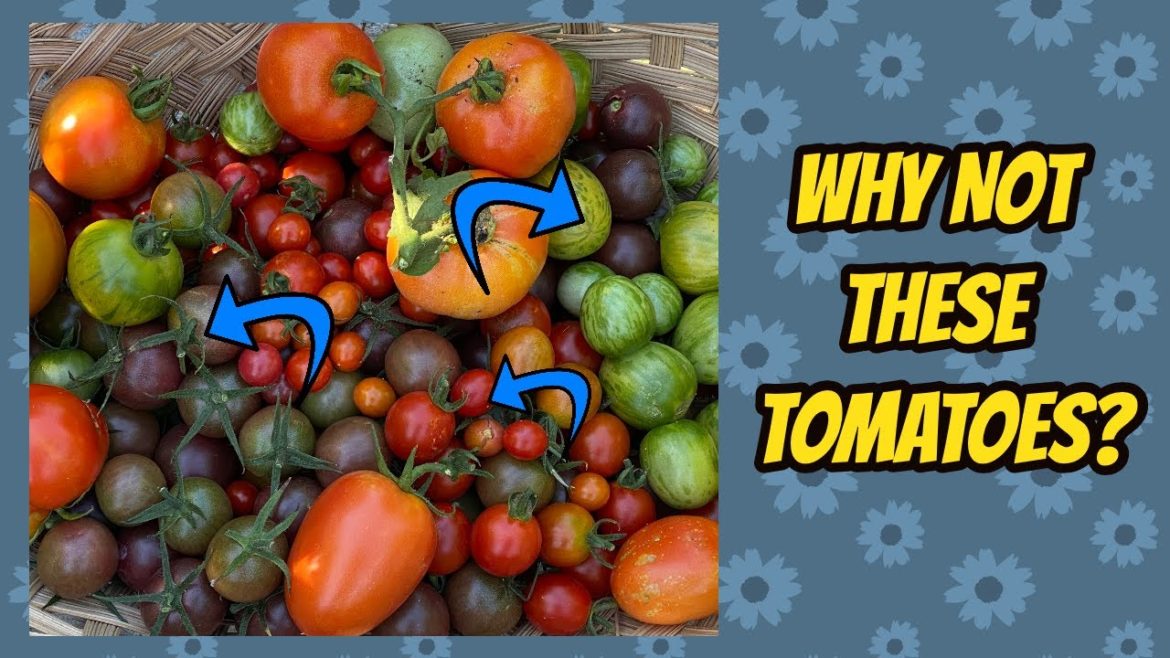 My Tomato Picks for 2023