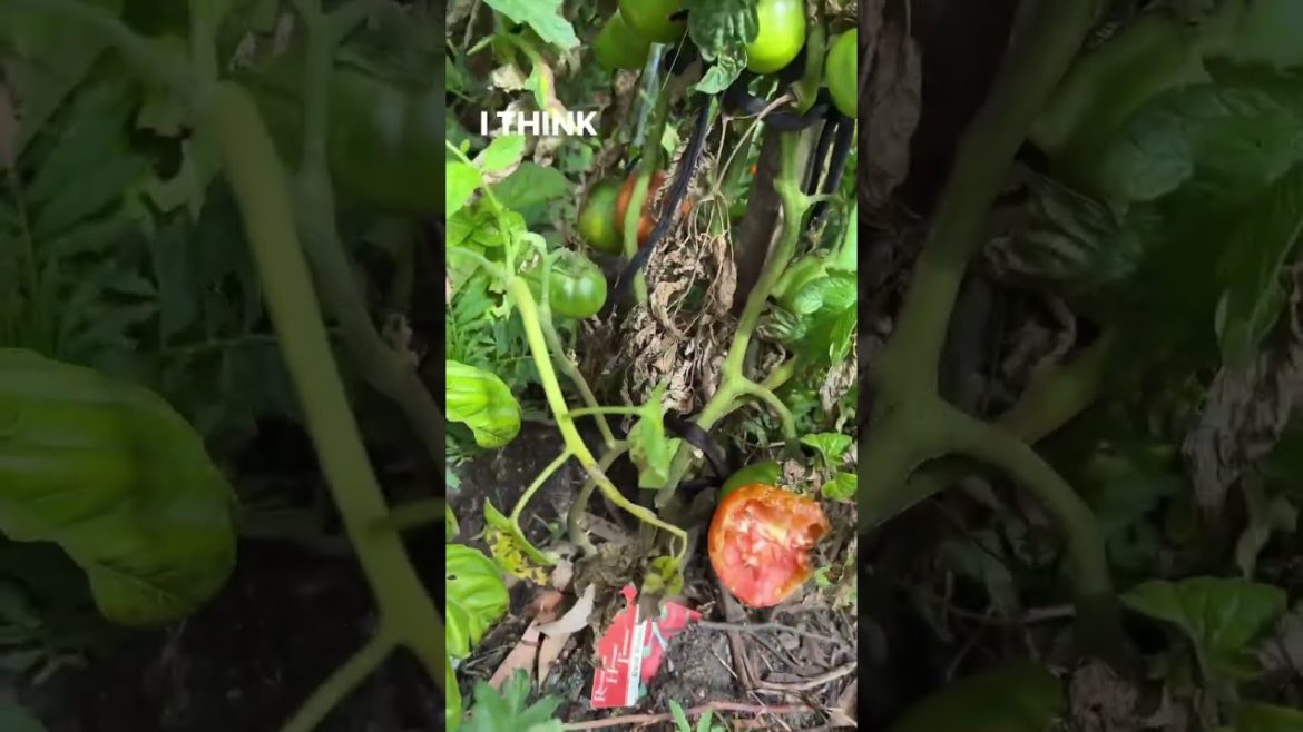 Why I harvest tomatoes green{before the critters get them}