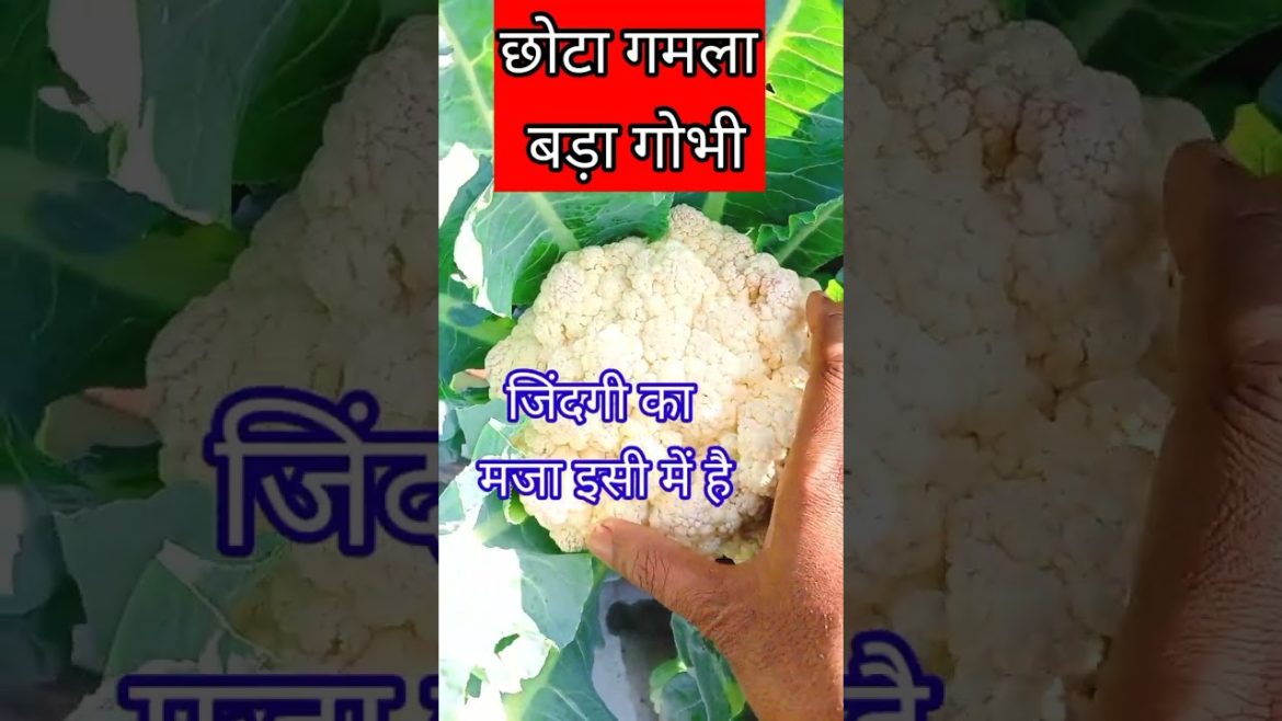 बोतल में टमाटर🍅🍅 कैसे लगाए/How to grow tomato in bottle# Gardening tips#shorts@Terrace and Gardening