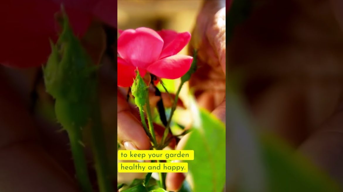Gardening activities to avoid during the afternoon times #shorts #gardening #gardeningtips Gardening activities to avoid during the afternoon times #shorts #gardening #gardeningtips