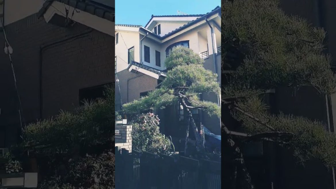 Japanese bonsai entrance