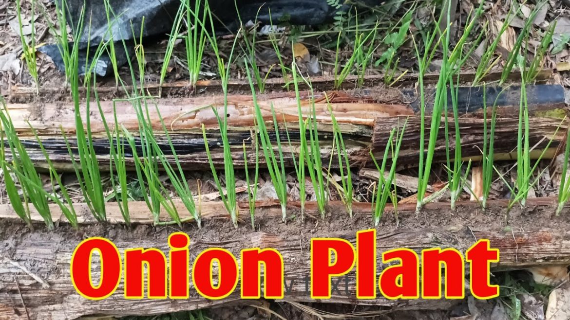 Idea of growing inions on a banana tree , how to grow onion plant from onion seeds at home
