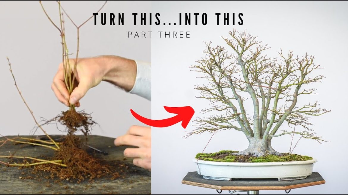 Japanese Maple Bonsai from Seedlings | 3-Year Follow-up | Bonsai-U Japanese Maple Bonsai from Seedlings | 3-Year Follow-up | Bonsai-U