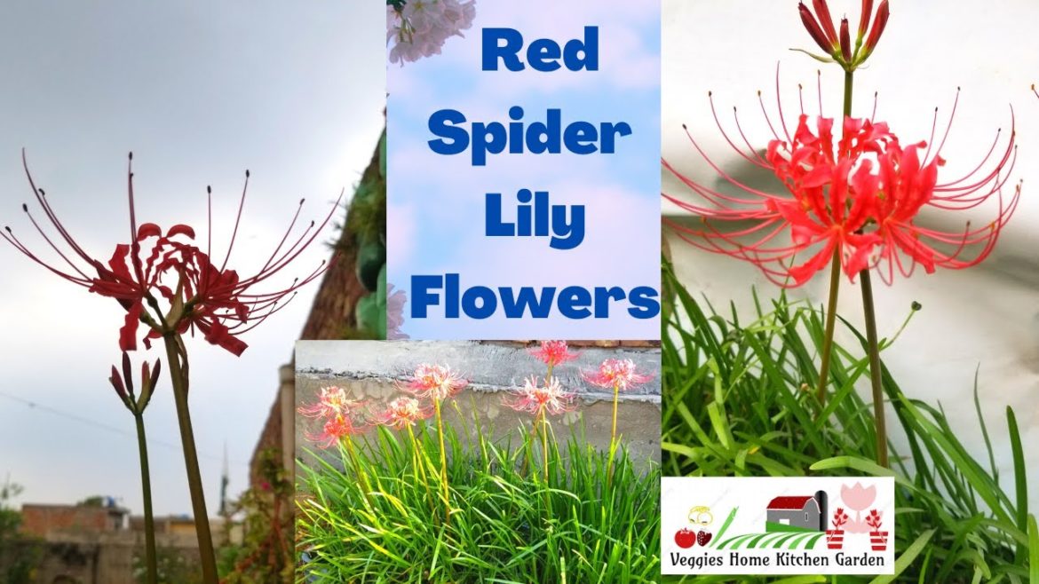Red Spider Lily Flowers #Shorts view with tips at Asim Rooftop Garden | LycorisRadiata Red Spider Lily Flowers #Shorts view with tips at Asim Rooftop Garden | LycorisRadiata