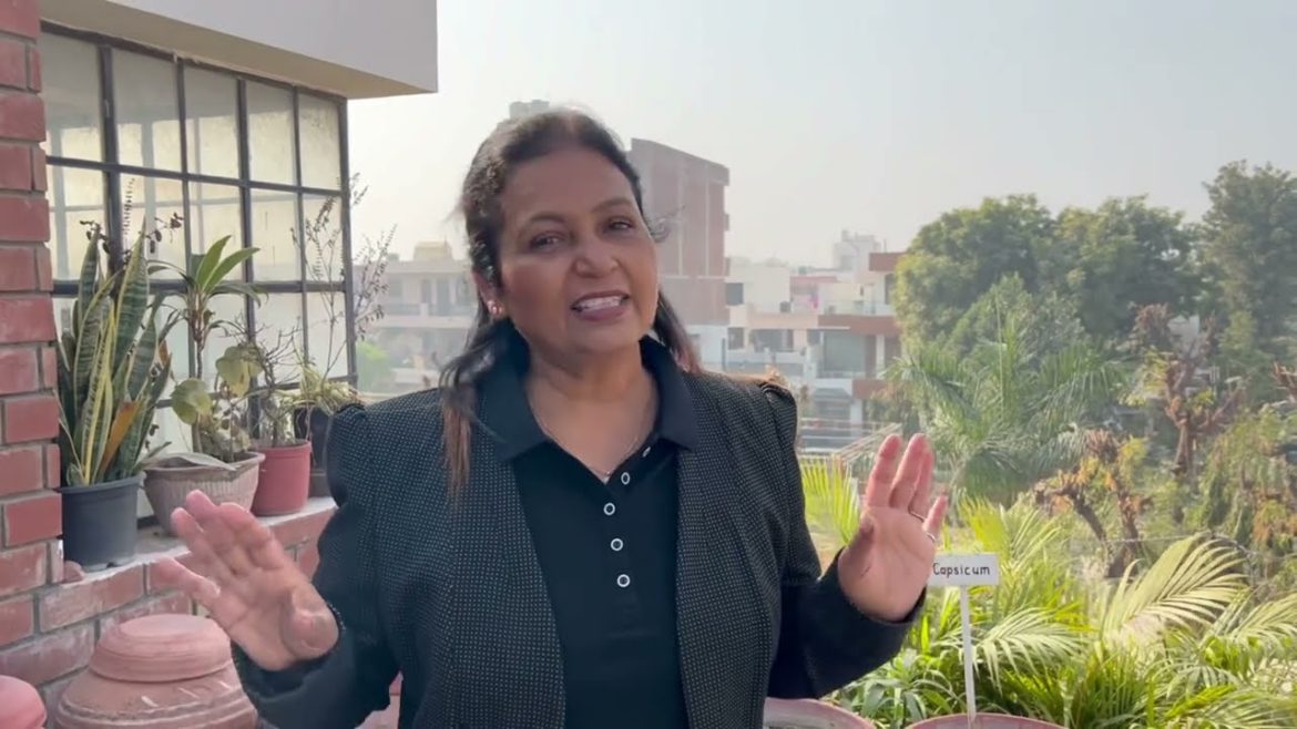 मेरे टैरेस गार्डन का हाल देखो | Tour of my Terrace Garden before the new setup | meenu savita arora मेरे टैरेस गार्डन का हाल देखो | Tour of my Terrace Garden before the new setup | meenu savita arora