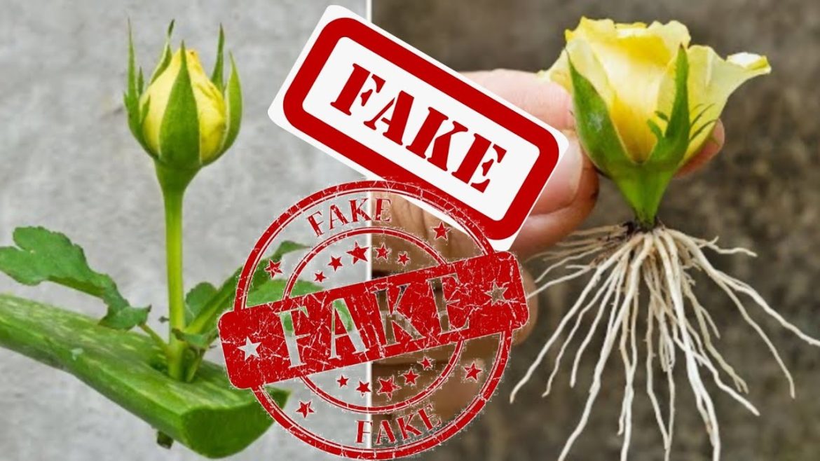 Many gardener create fake rose bud  growing video #Fakevidio #rosé #rosegrowing @GreenNature7