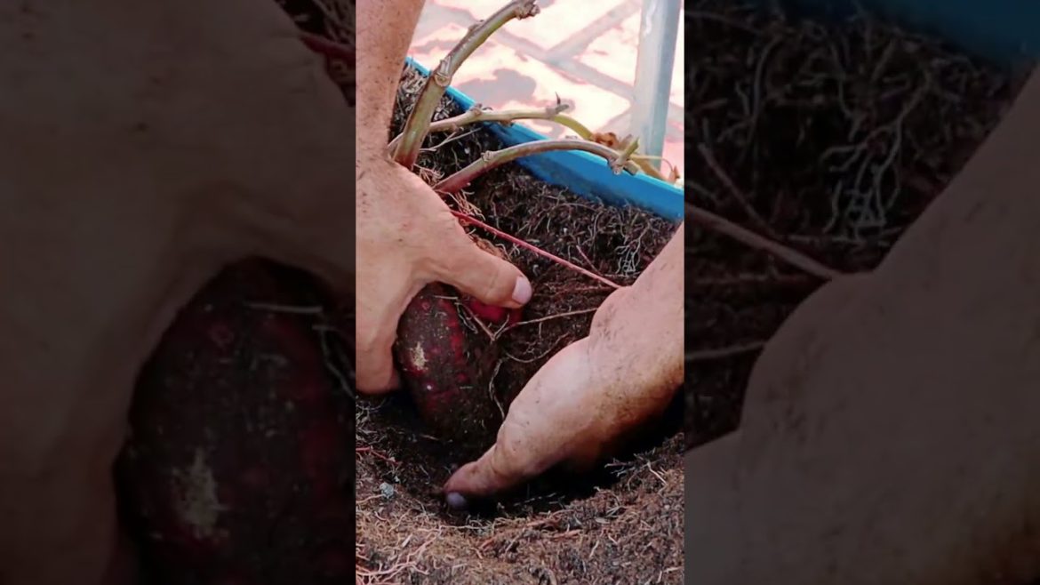 How to Grow Sweet Potatoes in a Container