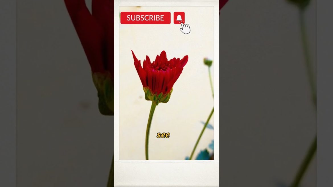 #Shorts#Gardening Tips & Techniques at Home#Garden Ideas Care & Flowers Time Lapse Garden #Shorts#Gardening Tips & Techniques at Home#Garden Ideas Care & Flowers Time Lapse Garden