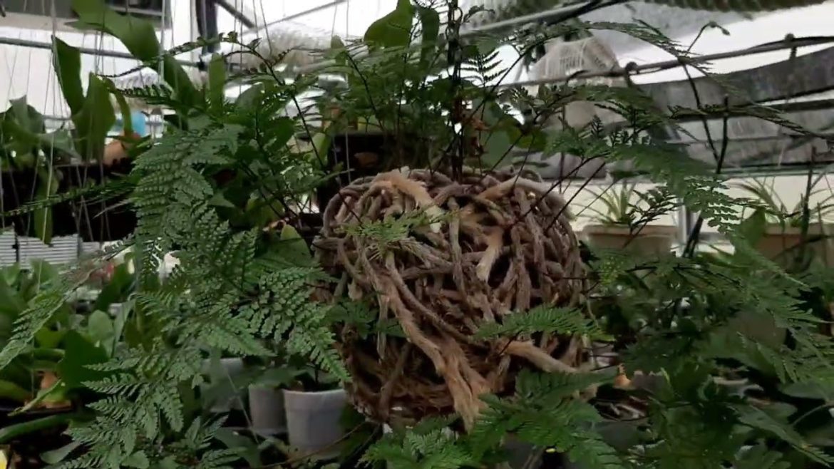 Winter Soltice walk thru the greenhouse.