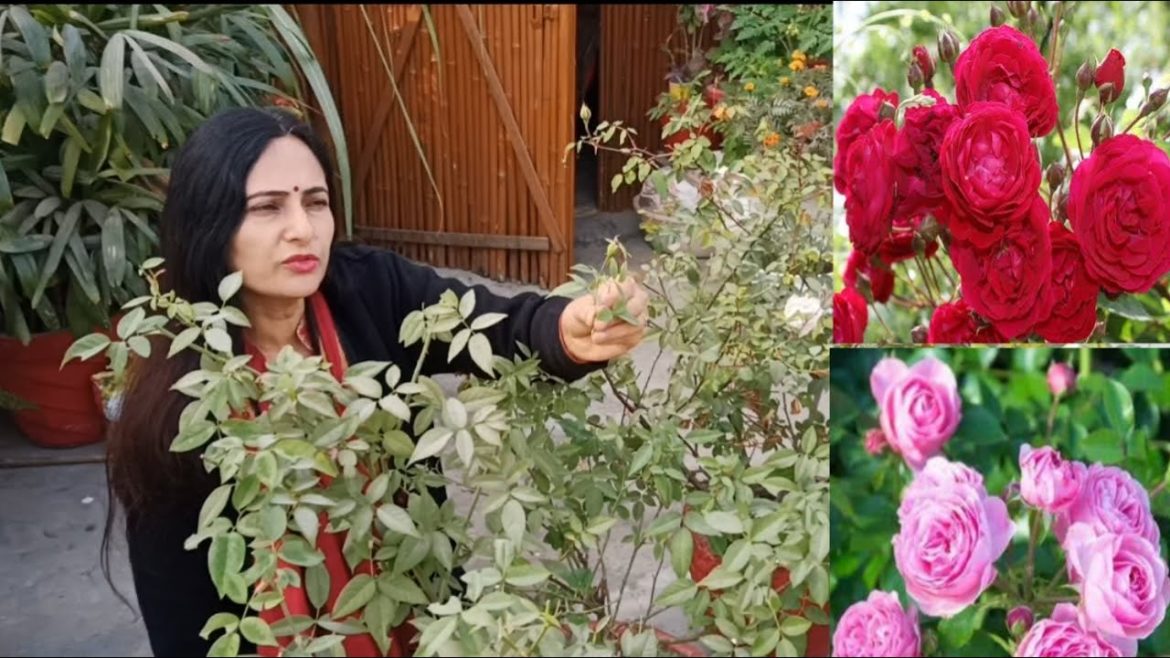 Best fertilizer for Rose plant to get heavy flowering | winter care tips of Rose | Best fertilizer for Rose plant to get heavy flowering | winter care tips of Rose |