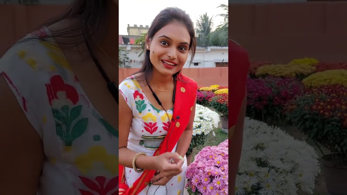 ফুলের দেশে ফুল পরী শেফালি ||Shefali & Jamaluddin's Chrysanthemum|| #soonjibany  #short ||