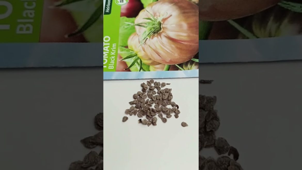 Black Krim Tomato Seeds Unpack and Planting Info #gardening #hydroponics #gardeningtips