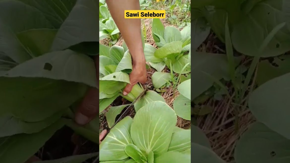 Harvest Plants Vegetable #gardening #satisfying #pertanianindonesia #shorts #pertanian
