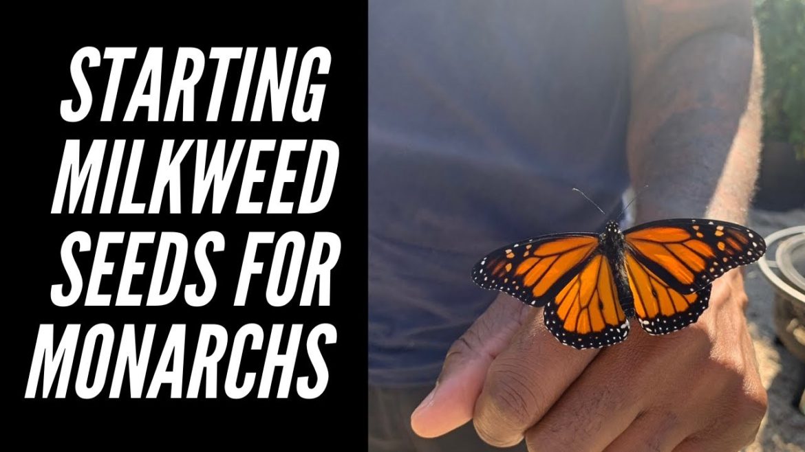 What is Cold Stratification – Monarchs & Milkweed | Big City Gardener What is Cold Stratification - Monarchs & Milkweed | Big City Gardener