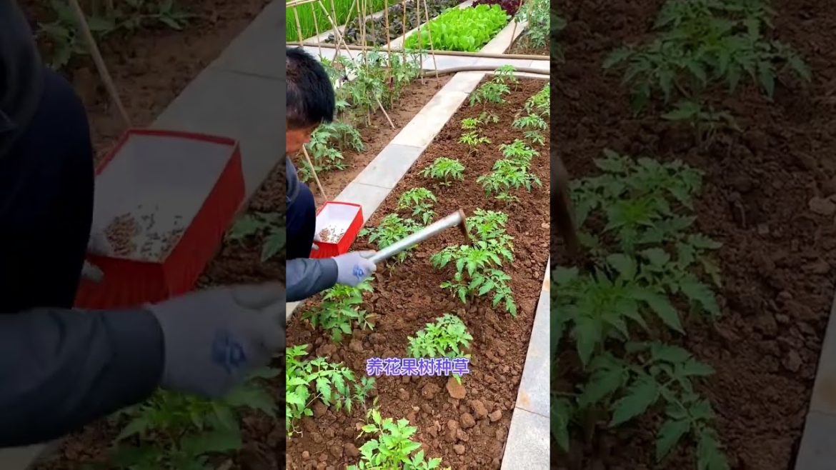 how to growth vegetable #naturalgarden how to growth vegetable #naturalgarden