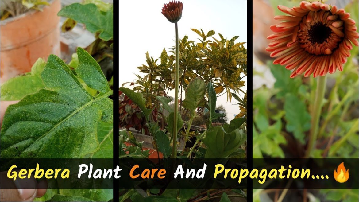 Gerbera Care and Propagation ।। #garden #gardening #gardeningtips Gerbera Care and Propagation ।। #garden #gardening #gardeningtips