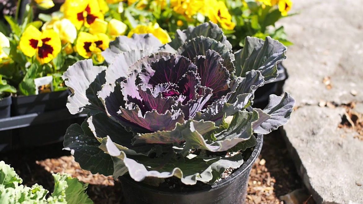 Garden Tips Kale