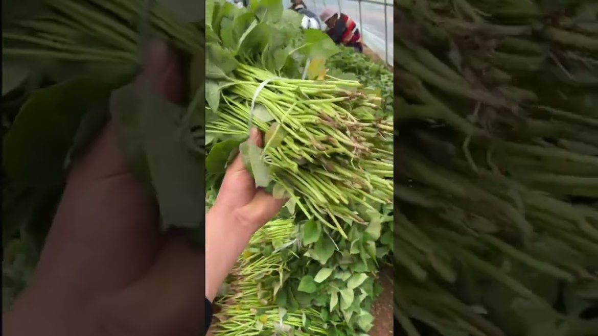 How to remove and Acne Treatment For Skin Blackhead On The Skin Of Young Girl