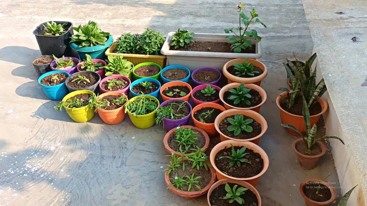 Winter Flowering Plants Update | Part 3 Winter Flowering Plants Update | Part 3