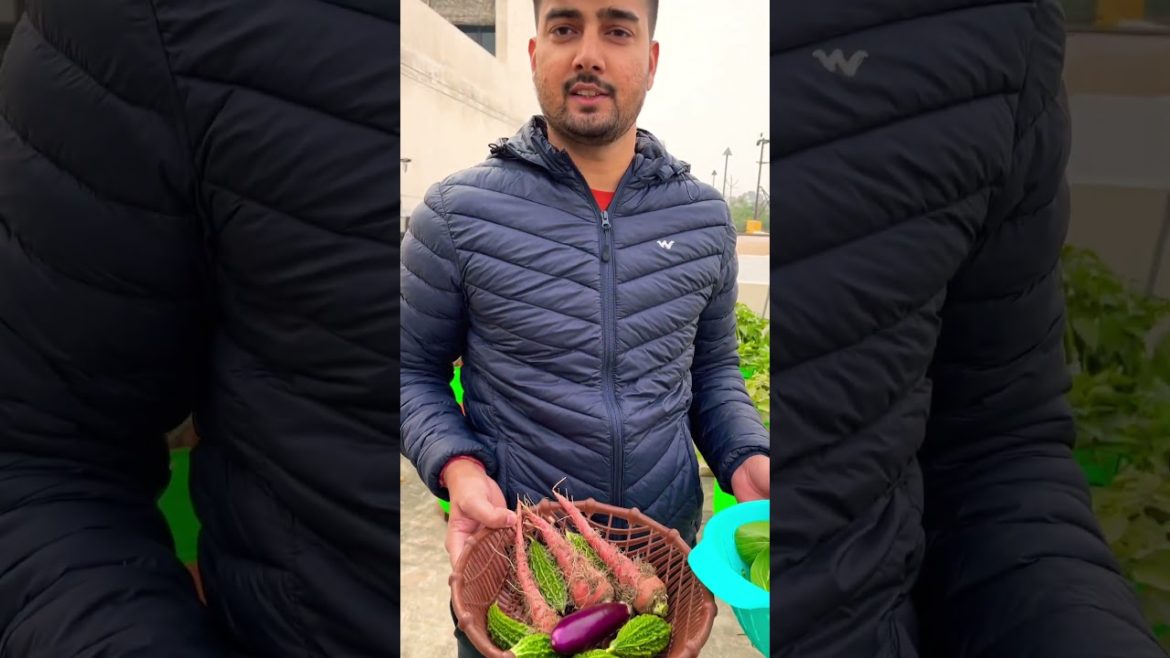 Organic vegetables harvesting #shorts