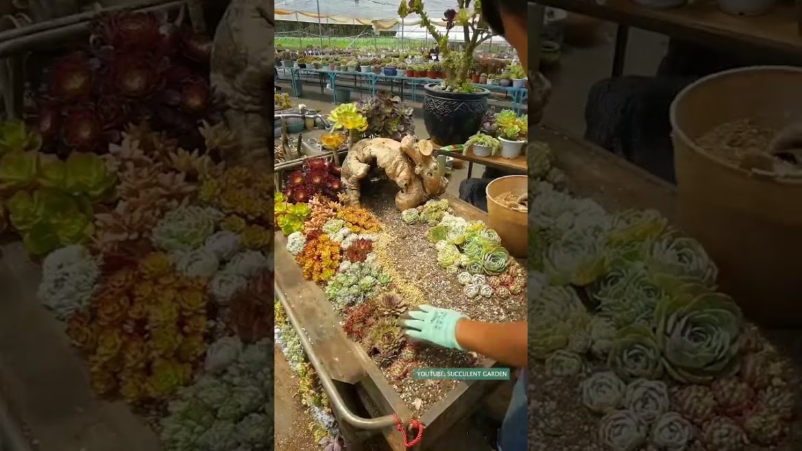 Succulent DIY ideas from recycling old things