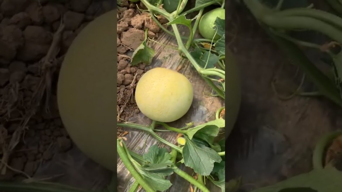 satisfying fruit cutting #shorts #short #satisfying 61