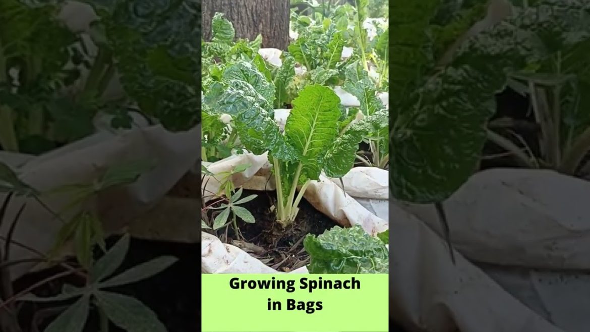 Growing Spinach in Bags - Simple Way #Shorts