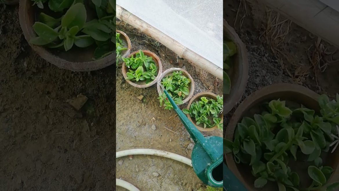 My Small Beautiful Home Garden Raining In My Backyard #shorts #garden