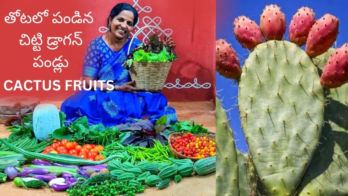 తోటలో పండిన చిట్టి డ్రాగన్ పండ్లు - Prickly Pear / Cactus Fruit #terracegarden  @SaileelaVlogs