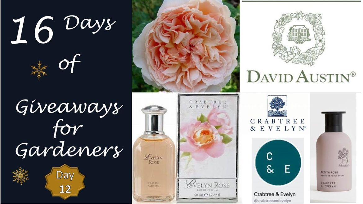 🌹 Crabtree & Evelyn Spotlight / Day 12 of 17 Gardener Giveaways / David Austin Evelyn Line (Ended)