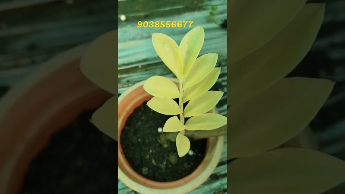 Verigrated ZZ plant Wholesale and retail Horticulture king online sale