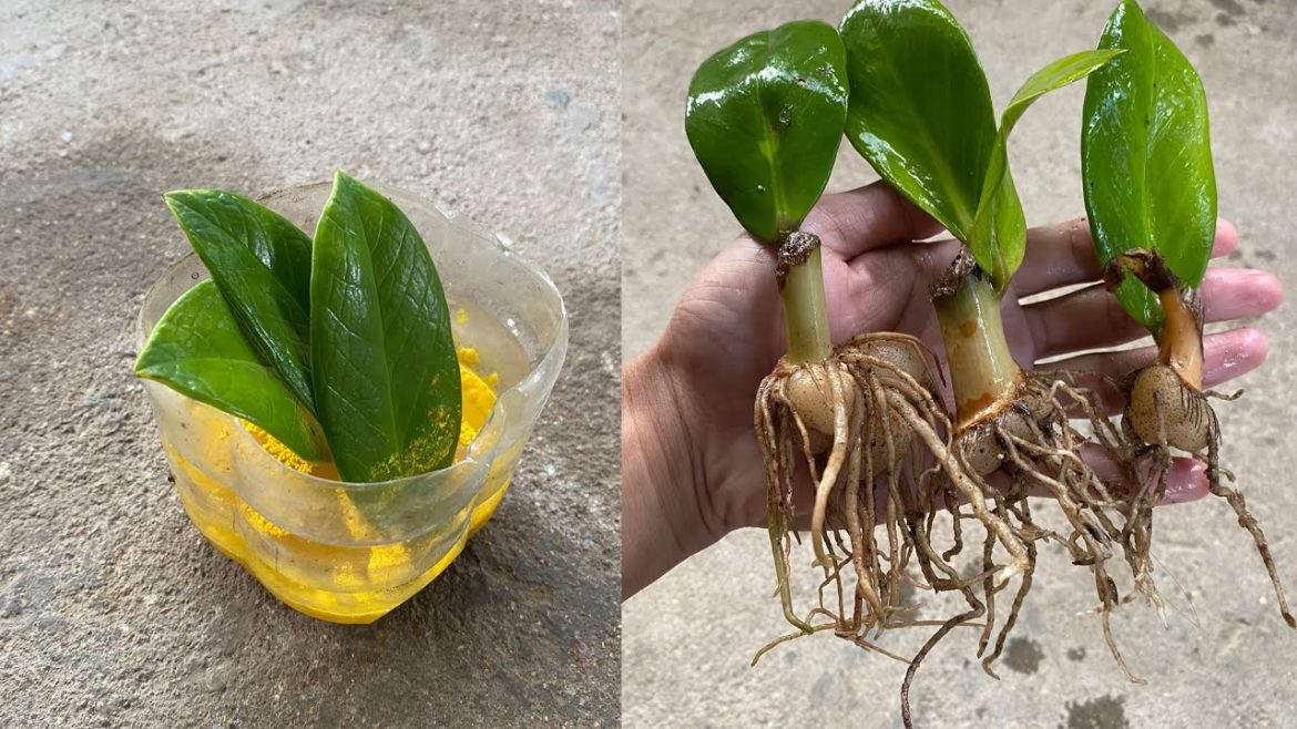 Zz plant. Tips for propagating plants from leaves and unexpected results Zz plant. Tips for propagating plants from leaves and unexpected results