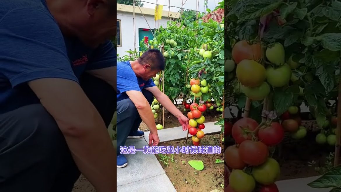 how to growth vegetable #naturalgarden how to growth vegetable #naturalgarden