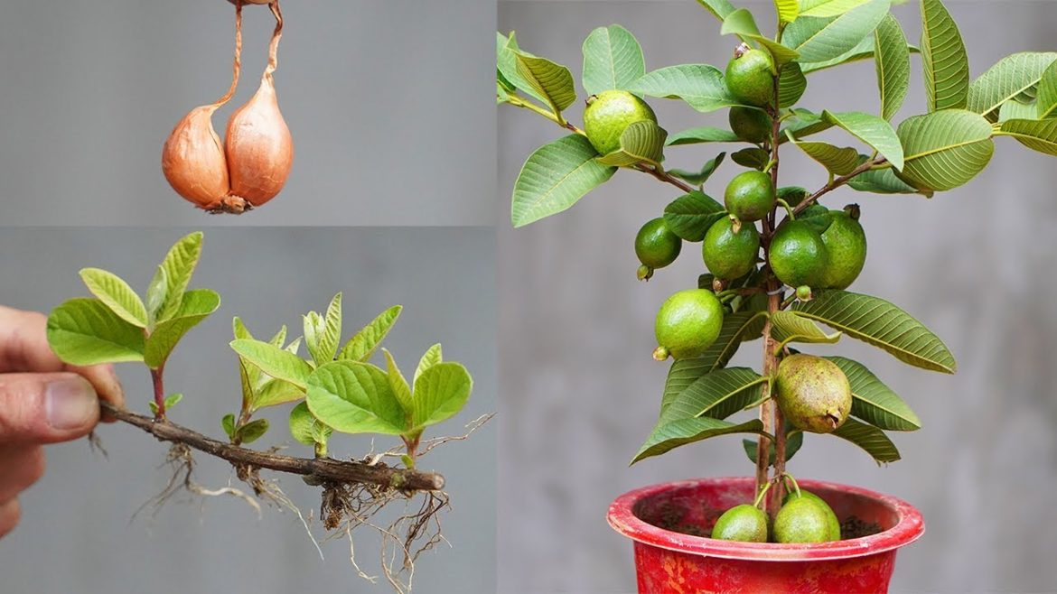 Tips To Grow Guava By Cuttings Easy 100% Success